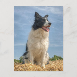 Hund arbeiten im Sommer bei Hay Bale Postkarte