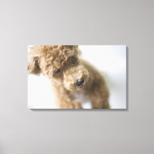 Hund auf dem Boden stehend Leinwanddruck