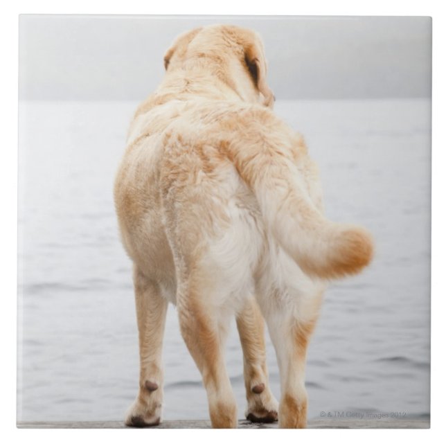 Hund auf Dock Fliese (Vorderseite)