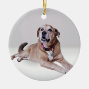 Hund auf einer Verzierung Keramik Ornament