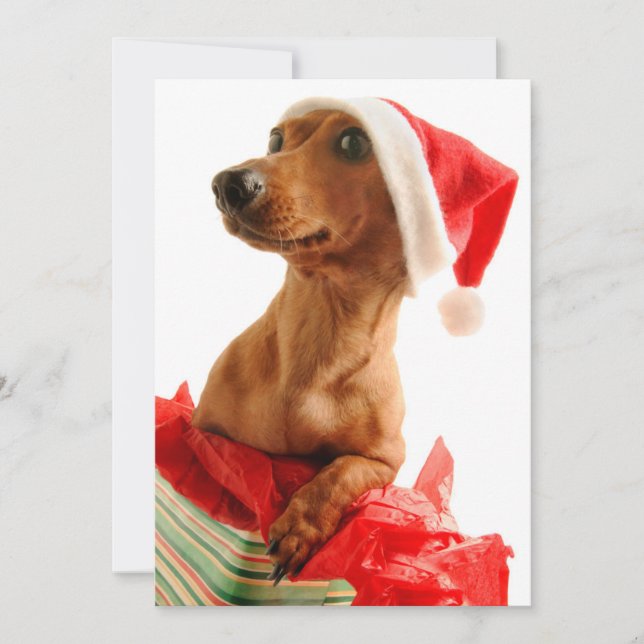 Hund auf Geschenk mit Weihnachtsmannmütze Feiertagskarte (Vorderseite)