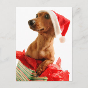 Hund auf Geschenk mit Weihnachtsmannmütze Feiertagspostkarte
