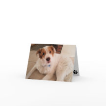 Hund auf leerer Notenkarte mit Pfotendruck