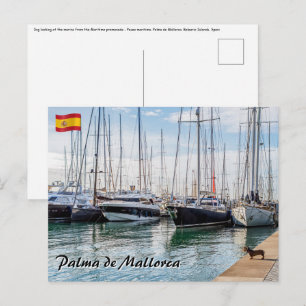 Hund auf Paseo maritimo - Palma de Mallorca Postkarte