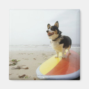 Hund auf Surfbrett Magnet