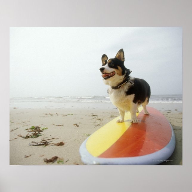 Hund auf Surfbrett Poster (Vorne)
