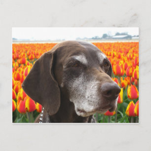 Hund auf Tulpenfeld Postkarte