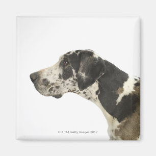 Hund auf Weiß 11 Magnet