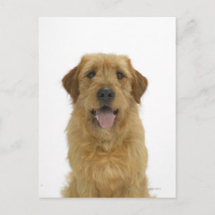 Hund auf Weiß 44 Postkarte