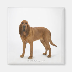 Hund auf Weiß 97 Magnet