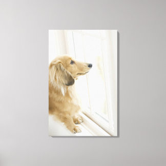 Hund aus Fenster schauen Leinwanddruck