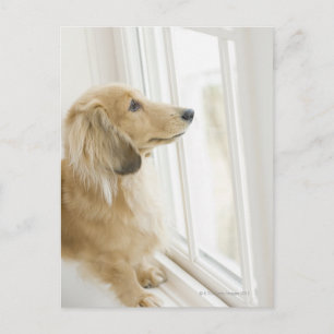Hund aus Fenster schauen Postkarte
