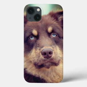 Hund, australischer Hirte, Haustier Case-Mate iPhone Hülle