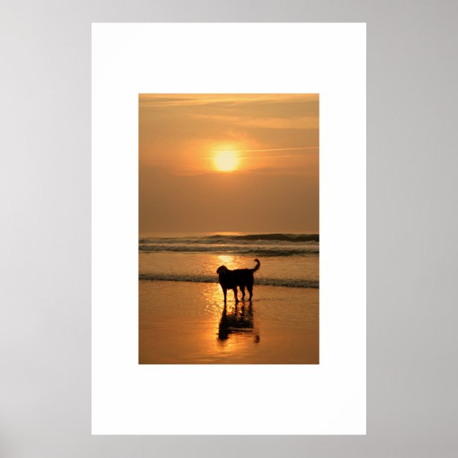 Hund bei Sonnenaufgang Poster (Vorne)