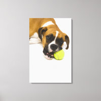 Hund beißen Tennisball