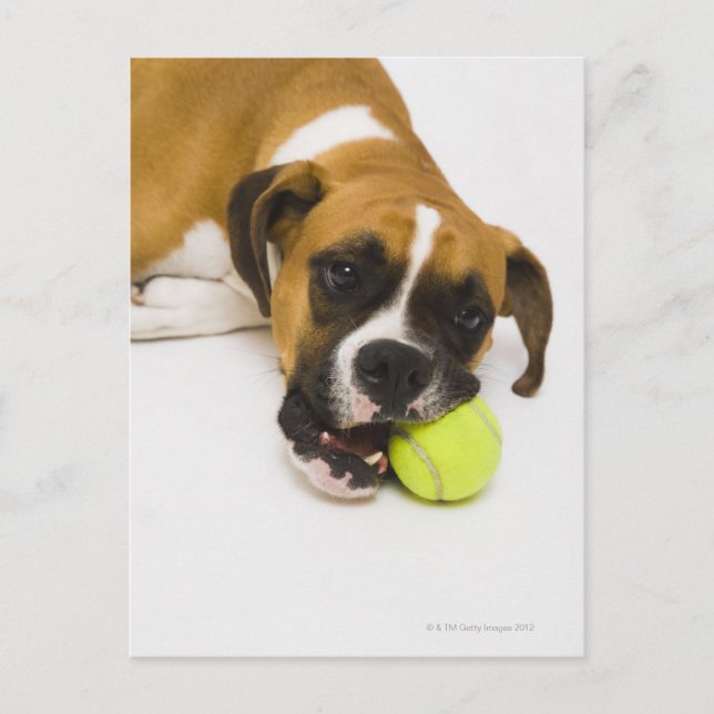 Hund beißen Tennisball Postkarte (Vorderseite)