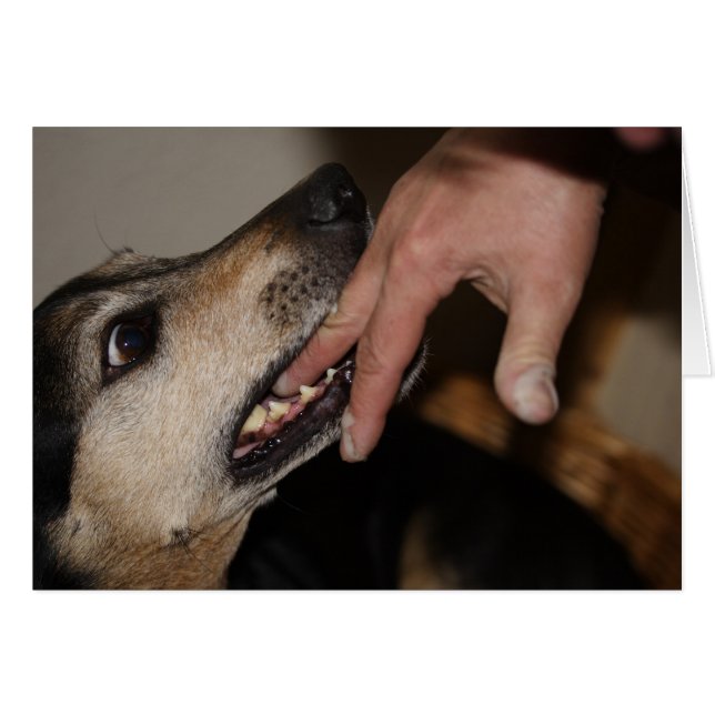 Hund beißend Finger (Vorderseite (Horizontal))