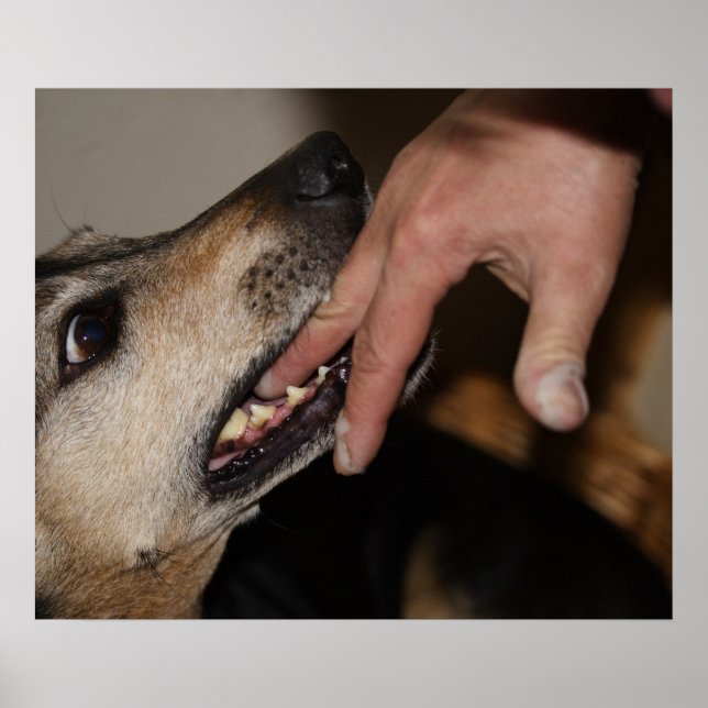Hund beißend Finger Poster (Vorne)