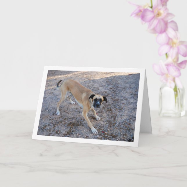 Hund bereit zum Spielen Karte (Orchidee)