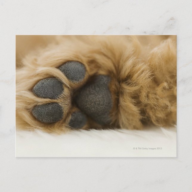 Hund, Blick auf das Bein Postkarte (Vorderseite)