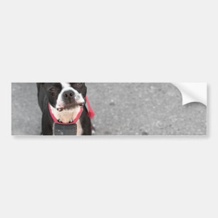 Hund Bostons Terrier Autoaufkleber