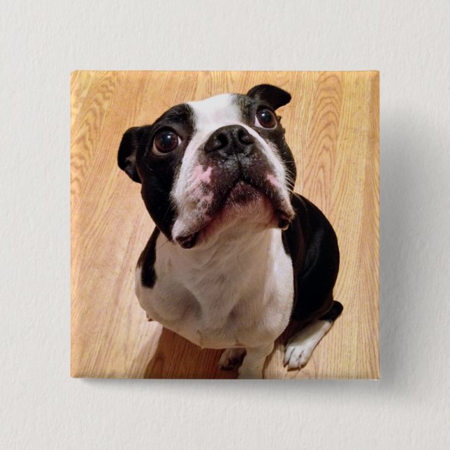 Hund Bostons Terrier Button (Vorderseite)