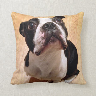 Hund Bostons Terrier Kissen