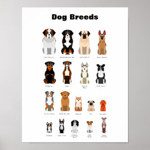Hund brütet Poster. Poster