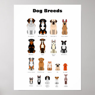 Hund brütet Poster. Poster