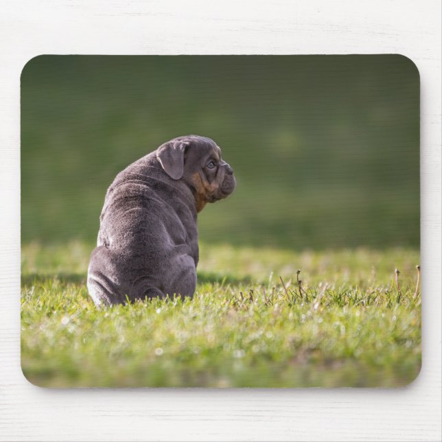 Hund, Bulldogge, englischer Bulldogge Mousepad (Vorne)