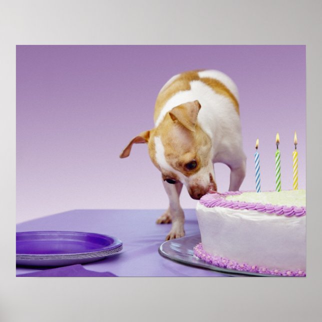 Hund (Chihuahua), der Geburtstagskuchen auf dem Ti Poster (Vorne)
