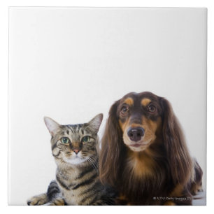 Hund (Dackel) und Katze (japanische Katze) auf Fliese