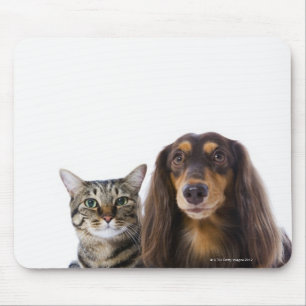 Hund (Dackel) und Katze (japanische Katze) auf Mousepad