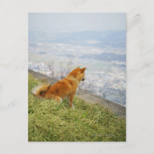 Hund, der auf den Hügel hinabschaut Postkarte