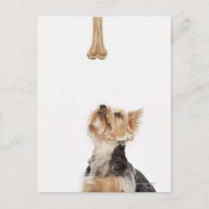 Hund, der auf den Knochen schaut Postkarte