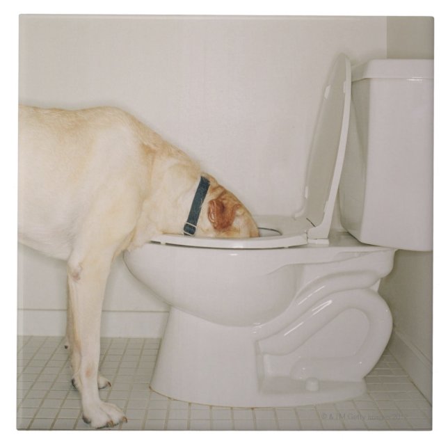 Hund, der aus Toilette heraus trinkt Fliese (Vorderseite)