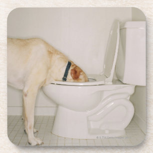 Hund, der aus Toilette heraus trinkt Getränkeuntersetzer
