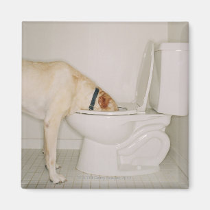 Hund, der aus Toilette heraus trinkt Magnet