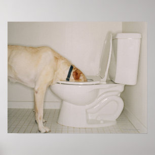 Hund, der aus Toilette heraus trinkt Poster