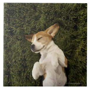 Hund, der beim Gras-Schlafen liegt Fliese