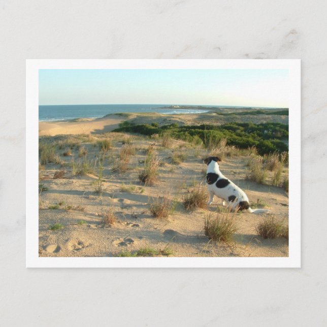 Hund, der das Meer betrachtet Postkarte (Vorderseite)