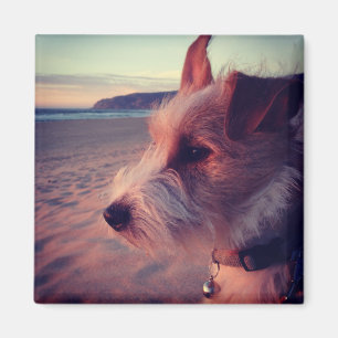 Hund, der den Strand gegenüberstellt Magnet
