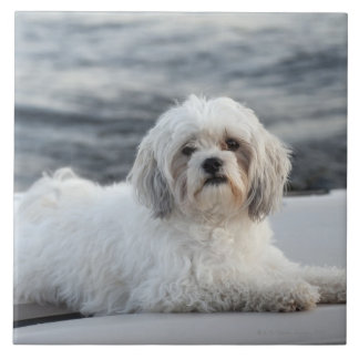 Hund, der durch das Wasser legt Fliese