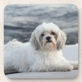 Hund, der durch das Wasser legt Untersetzer