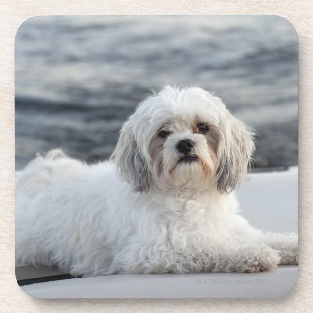Hund, der durch das Wasser legt Untersetzer (Vorderseite)
