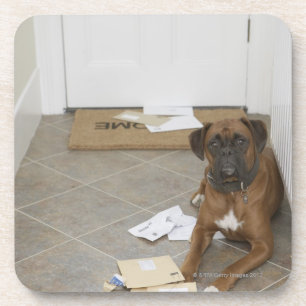 Hund, der durch Fußmatte und gekaute Post liegt Untersetzer