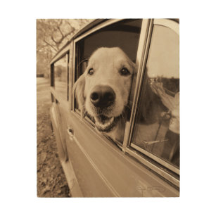 Hund, der heraus ein Auto-Fenster späht Holzleinwand