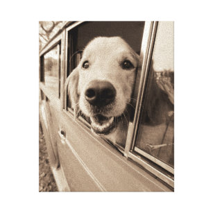 Hund, der heraus ein Auto-Fenster späht Leinwanddruck