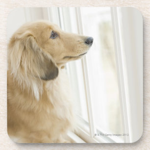 Hund, der heraus Fenster schaut Untersetzer