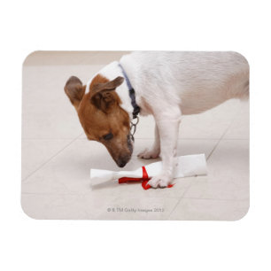 Hund, der hinunter ein Diplom schaut Magnet